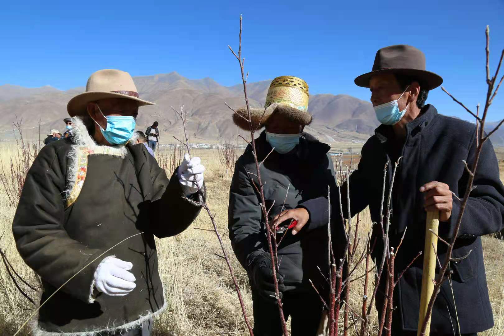 墨竹工卡县工卡镇工卡村村民春季果树栽培忙